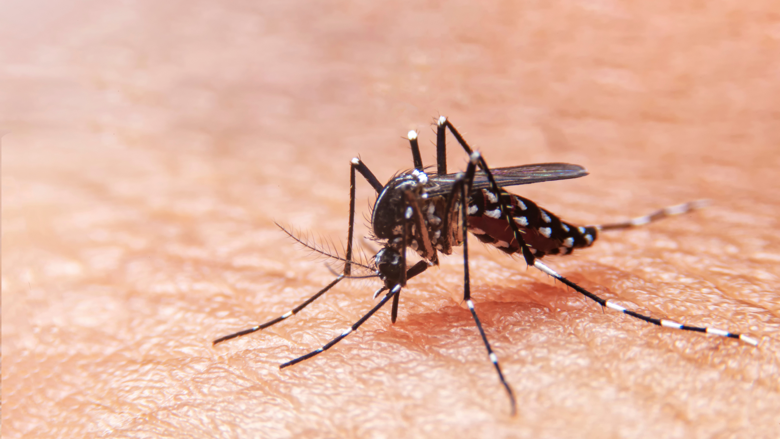 STREFA AROMATERAPII 4 sposoby odstraszania komarow za pomoca olejkow eterycznych - STREFA AROMATERAPII